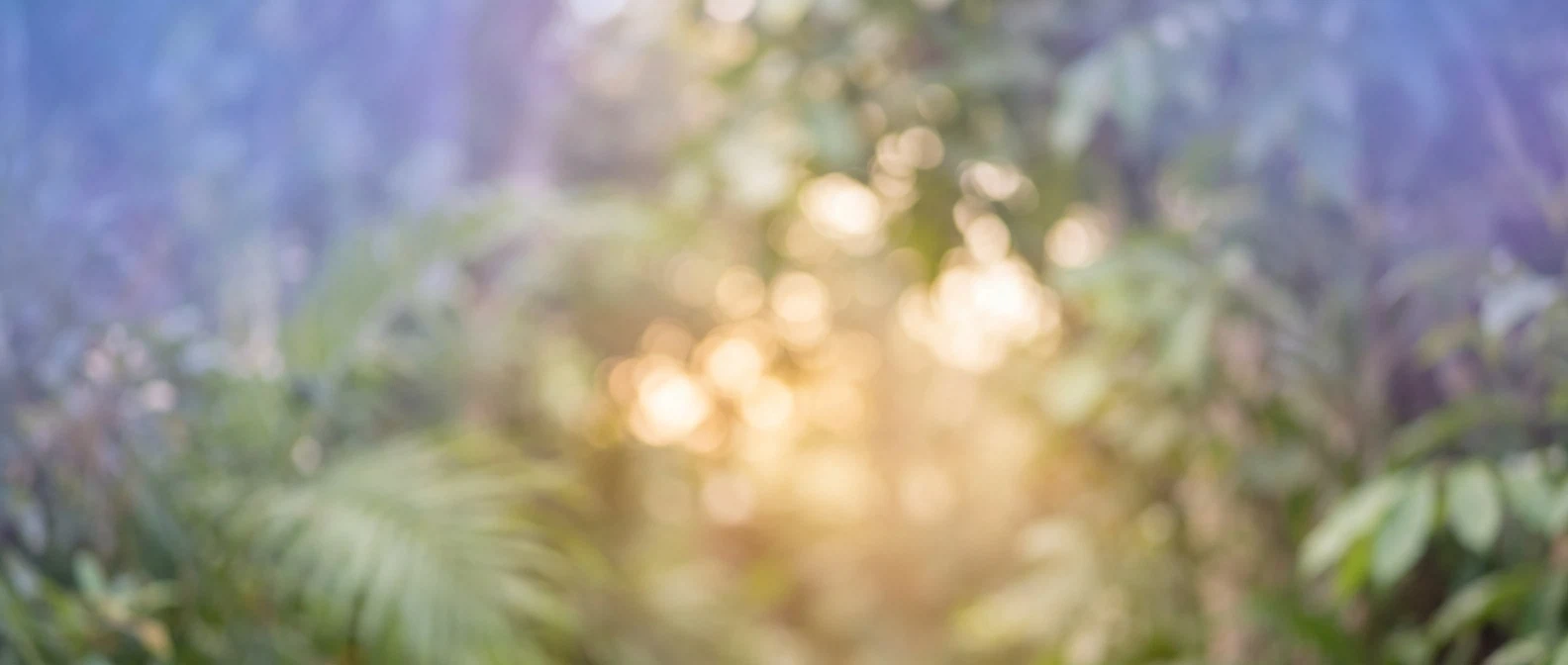 Warm botanical morning light background